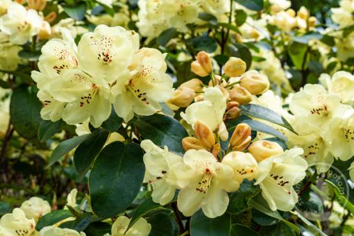 Rododendron Milenium Gold